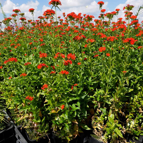 Firletka chalcedońska Red (C2)