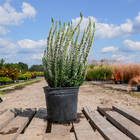 Wrzos pospolity Valeria