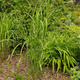 Miscanthus sinenesis Miskant chiński 'Giraffe'