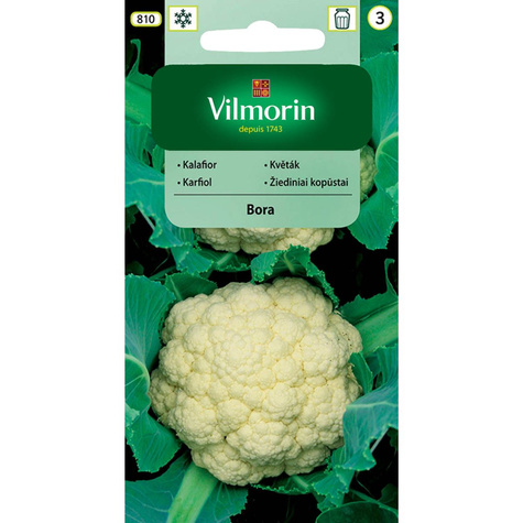 Kalafior średniowczesny Bora 1g