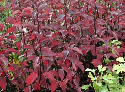 Dereń biały Kesselringii