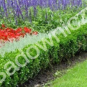 Bukszpan wieczniezielony DUŻA KULA