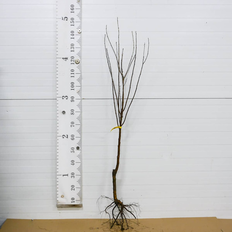 Wiśnia kolumnowa Plant Pack