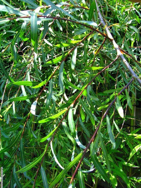 Wierzba purpurowa Pendula 