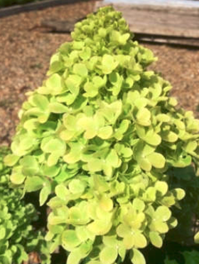 Hortensja bukietowa DOLLY