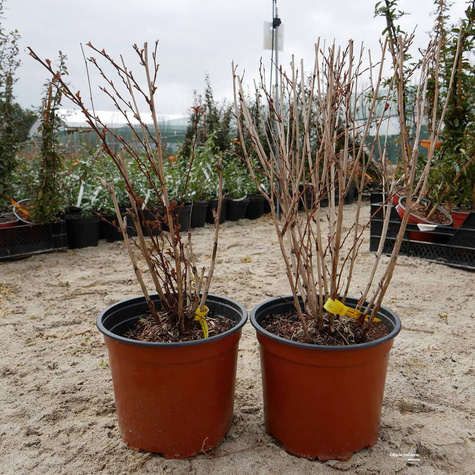 Pęcherznica kalinolistna Little Joker (C1.7)