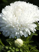 Aster peoniowy Nimfa biały 1g