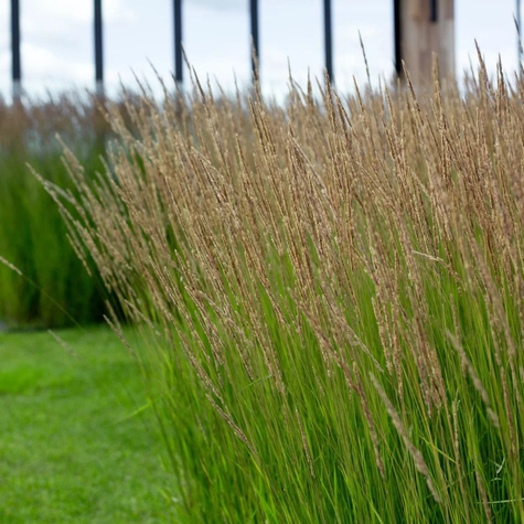 Trzcinnik ostrokwiatowy Avalanche (C2)