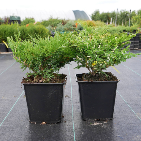 Jałowiec płożący Andorra Variegata