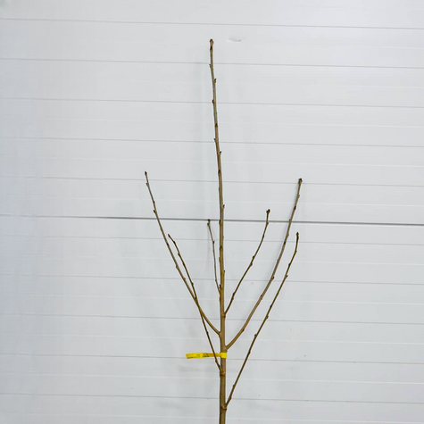 Czereśnia samopylna Słodkie Serce Sweetheart Plant Pack