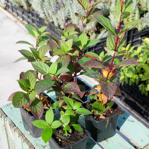 Hortensja bukietowa Samarska Lidia (P9)