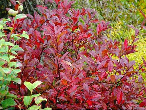 Itea wirginijska Henry's Garnet (C2)