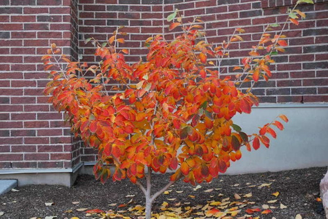 Oczar pośredni Arnold Promise (C2)