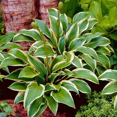 Funkia ogrodowa Queen josephine Hosta (C2)