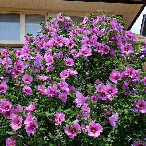 Ketmia syryjska Mauve Queen (C2)