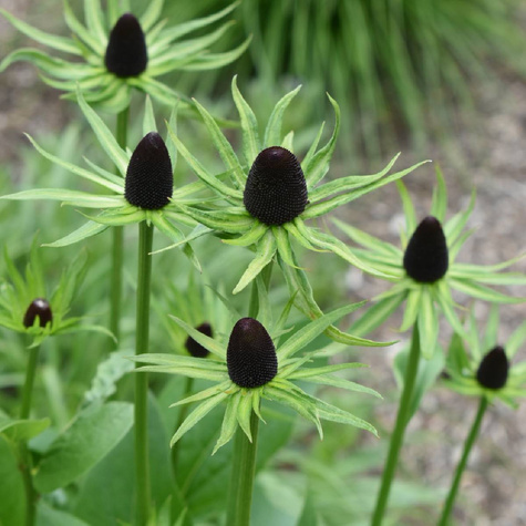 Rudbekia zachodnia Green Wizard