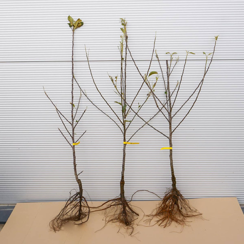 Jabłoń Cortland Wicki Zimowa Plant Pack