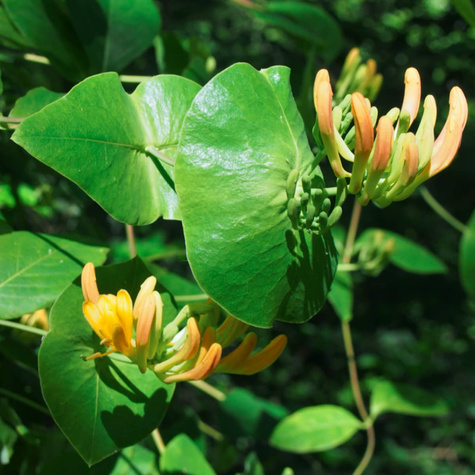 Wiciokrzew Tellmanna (C2)