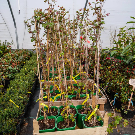 Winnik zmienny Elegans