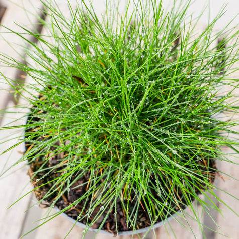 Kostrzewa Gautieria (C2)