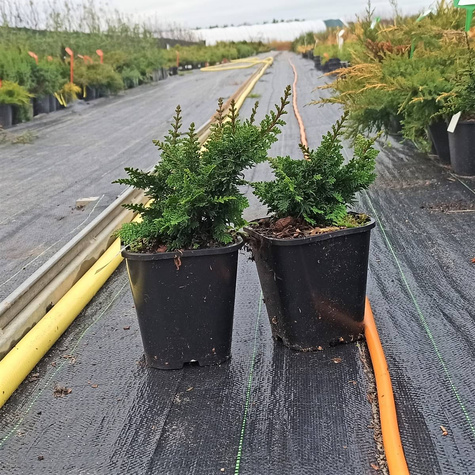 Cyprysik tępołuskowy (japoński) Teddy Bear (C2)