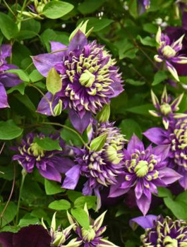 Powojnik Clematis Taiga (C2)