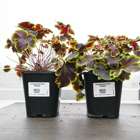 Żuraweczka Solar Eclipse (C2)