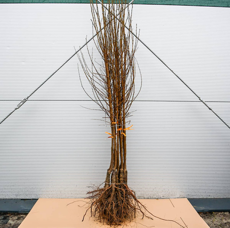 Śliwko-morela Śliwomorela Plumcot Plant Pack