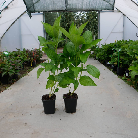 Hortensja ogrodowa Mariesii Perfecta (C2)