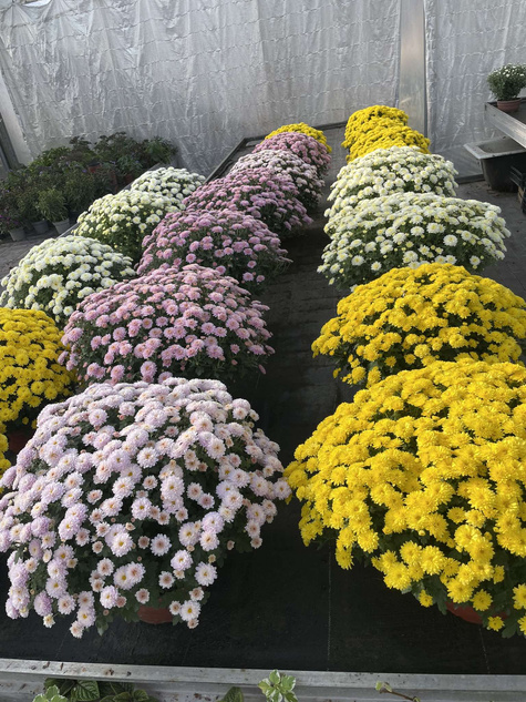 Chryzantema drobnokwiatowa Jasoda Yellow sadzonki w doniczce P11