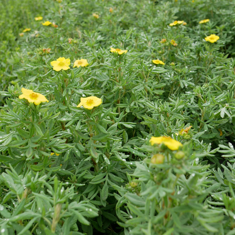 Pięciornik krzewiasty 'Hachmann's Gigant' (C2)