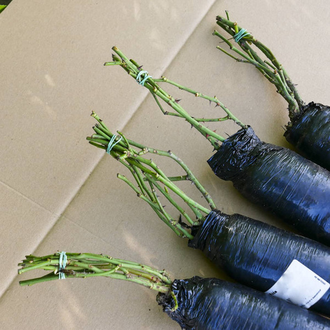 Róża okrywowa Cubana morelowa balot