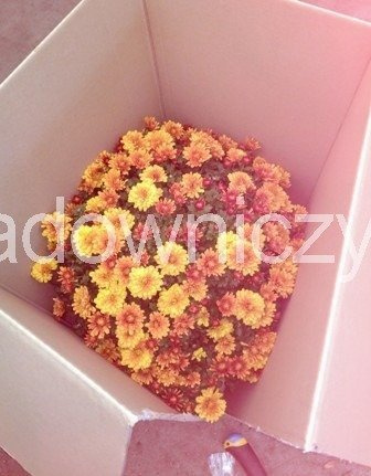 Chryzantema drobnokwiatowa czerwona (C2) DUŻA ROŚLINA