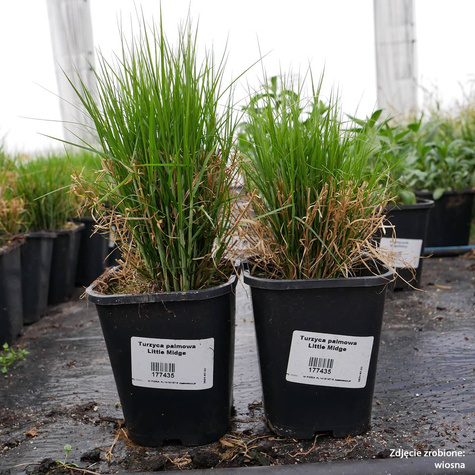 Turzyca palmowa Little Midge