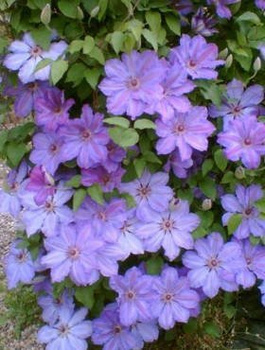Powojnik Clematis wielkokwiatowy Bałtyk