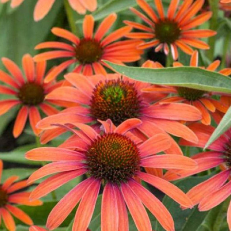 Jeżówka purpurowa Julia polska odmiana (C2)