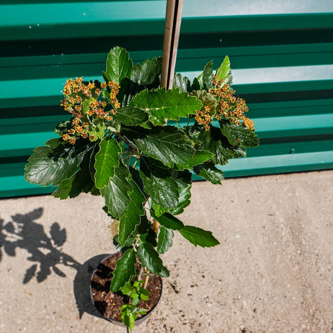 Jarząb szwedzki Brouwes