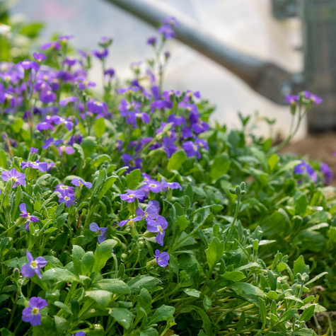 Żagwin ogrodowy niebieski Axcent Light Blue