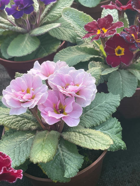 Prymulka Pierwiosnek Palazzo Mix sadzonka w doniczce