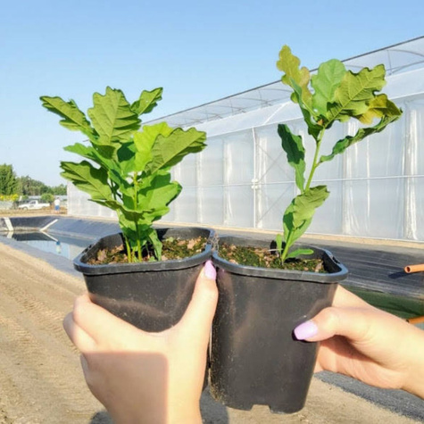 Dąb bezszypułkowy (C2)