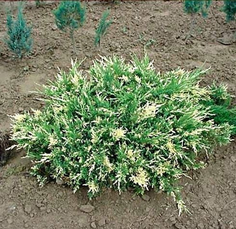 Jałowiec płożący Andorra Variegata