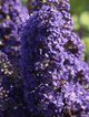 Budleja Davida Adonis Blue (P9)