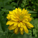 Rudbekia naga Goldquelle (C2) 