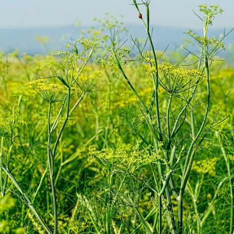 Koper ogrodowy SZMARAGD 5g