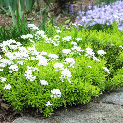 Ubiorek wiecznie zielony Zwerg Schneeflocke (C2)