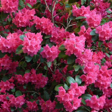 Azalia japońska Takako