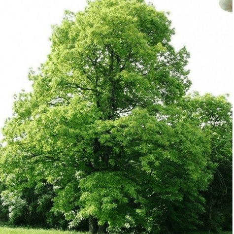 Kasztanowiec Kasztan jadalny Smaczne owoce (C2)