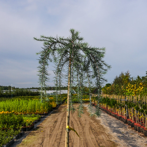 Modrzew europejski Pendula na pniu C5