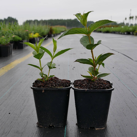 Krzewuszka cudowna Newport Red (C2)