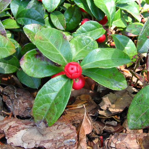 Golteria pełzająca rozesłana (C2)